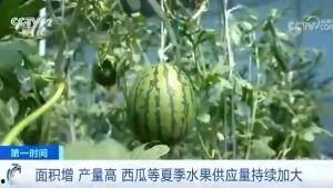 西瓜视频群众吃瓜,群众吃瓜，欢乐无限