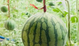 群众吃瓜的趣事,群众吃瓜的那些趣事