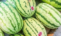 吃瓜群众的4种瓜子