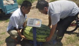 平度吃瓜群众事件视频,一场网络舆论的风暴与反思