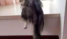 就是这个二哈吃瓜群众,萌宠视角下的娱乐圈风云