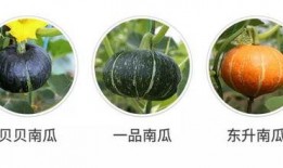 吃瓜群众的惊奇发现是什么