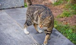 吃瓜群众和猫看别人吵架,揭秘吵架背后的众生相