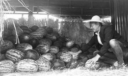 丽水吃瓜群众事件始末