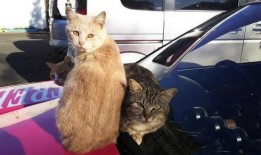 楼底下的猫吃瓜群众,围观众生相