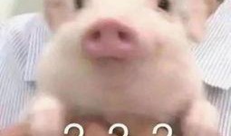 吃瓜群众猪的头像是谁的,揭秘“吃瓜群众猪”的神秘原型