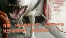 二哈和哈哈吃瓜群众,吃瓜群众的欢乐盛宴