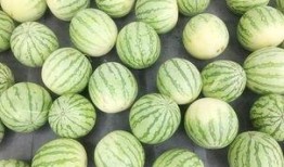 群众安静吃瓜视频,群众悠闲共享吃瓜时光