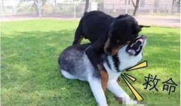 二哈和哈哈吃瓜群众,吃瓜群众的欢乐盛宴