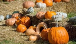 京哥吃瓜群众是哪一集的,揭秘热门剧集背后的故事