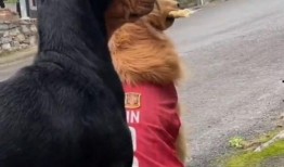 吃瓜群众什么动物,趣味横生的动物众生相