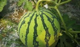 吃瓜群众遇野瓜