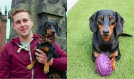 两个吃瓜群众狗狗视频大全,萌态百出，笑料连连