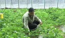 幸运的吃瓜群众6