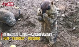 吃瓜群众什么动物,趣味横生的动物众生相