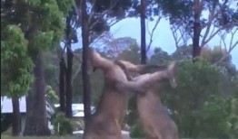 微笑袋鼠猪头吃瓜群众