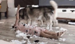 二哈和哈哈吃瓜群众,吃瓜群众的欢乐盛宴