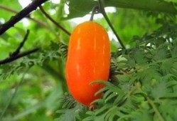 吃瓜群众遇野瓜