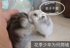 微笑袋鼠猪头吃瓜群众