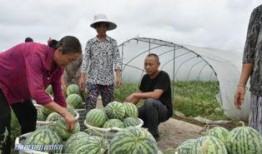 吃瓜群众西瓜撒花,夏日狂欢，瓜香四溢