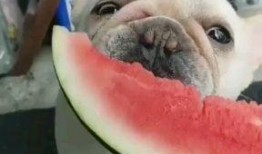 心若不动吃瓜群众,吃瓜群众的智慧与态度