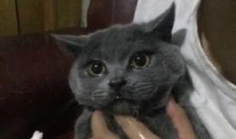 猫吃瓜群众完整视频