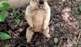 微笑袋鼠猪头吃瓜群众