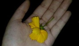 红瓜群众吃瓜视频,揭秘娱乐圈幕后故事