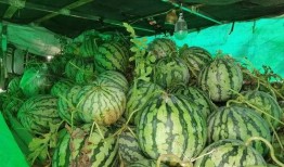 信阳吃瓜群众视频播放,揭秘当地生活百态