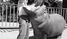 动物园的吃瓜群众,揭秘动物们的“八卦”生活