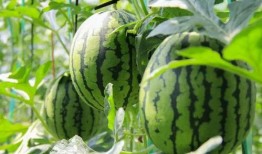 吃瓜群众西瓜撒花,夏日狂欢，瓜香四溢