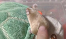 吃瓜群众老鼠视频,老鼠视频引发全网关注