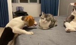 吃瓜群众训狗视频