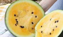 吃瓜群众减肥餐图片,健康美味两不误的瘦身秘籍