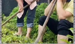 吃瓜群众cp粉丝有多少,揭秘庞大的粉丝群体