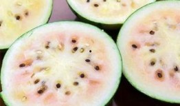 吃瓜群众的瓜是瓜子的瓜吗,揭秘“瓜”字的趣味内涵