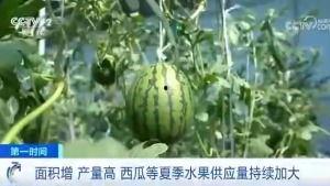 清川吃瓜群众,揭秘网络热议背后的真相