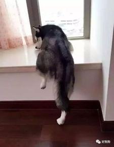 就是这个二哈吃瓜群众,萌宠视角下的娱乐圈风云