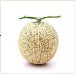 吃瓜群众玉米,揭秘玉米产业的甜蜜秘密