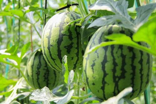 吃瓜群众西瓜撒花,夏日狂欢，瓜香四溢