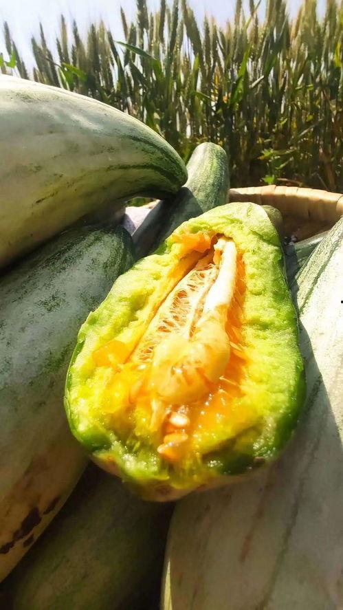 群众安静吃瓜视频,群众悠闲共享吃瓜时光