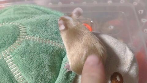 吃瓜群众老鼠视频,老鼠视频引发全网关注