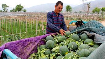 吃瓜群众干旱,干旱来袭，农业面临严峻挑战